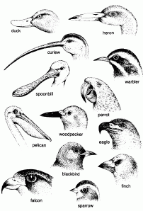 bird beaks