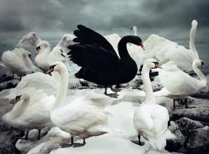 blackswan